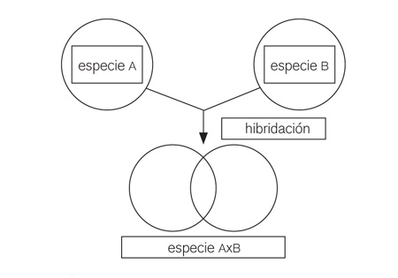 figuraA06 01