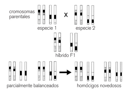 figuraA06 04