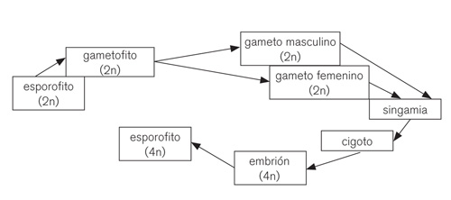 figuraA06 05b