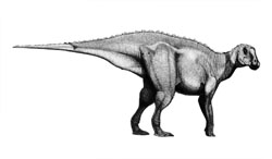 Gryposaurus